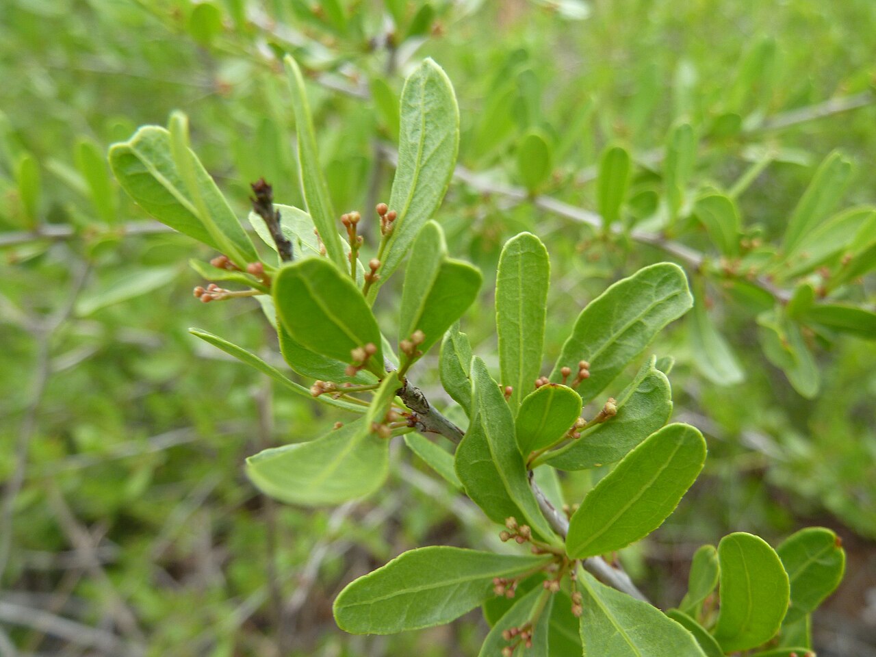 Gymnosporia buxifolia: Foliage and flower buds of a Common spike-thorn at Schanskop, Pretoria