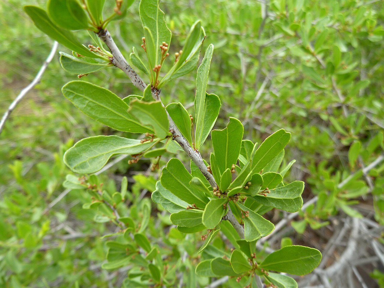 Gymnosporia buxifolia: Foliage and flower buds of a Common spike-thorn at Schanskop, Pretoria
