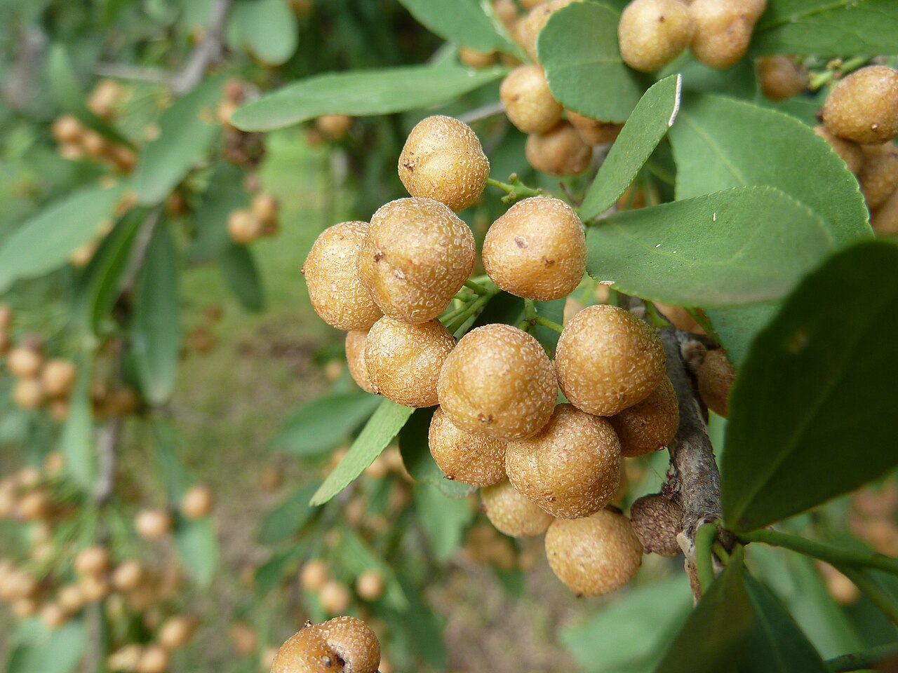 Gymnosporia buxifolia: Fruit of a Common spike-thorn in Lynnwood Glen, Pretoria, South Africa