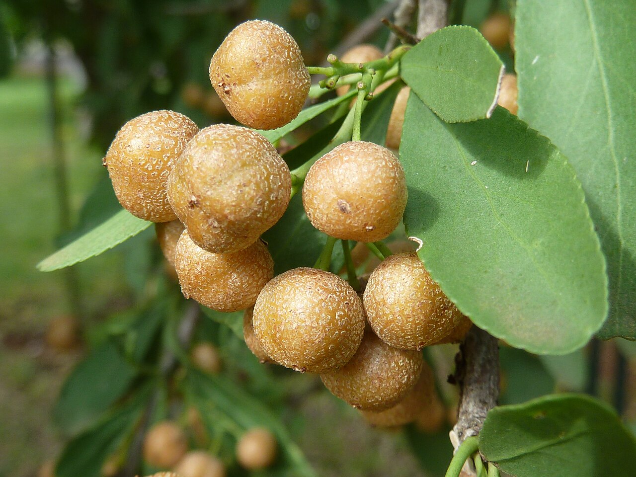 Gymnosporia buxifolia: Fruit of a Common spike-thorn in Lynnwood Glen, Pretoria, South Africa