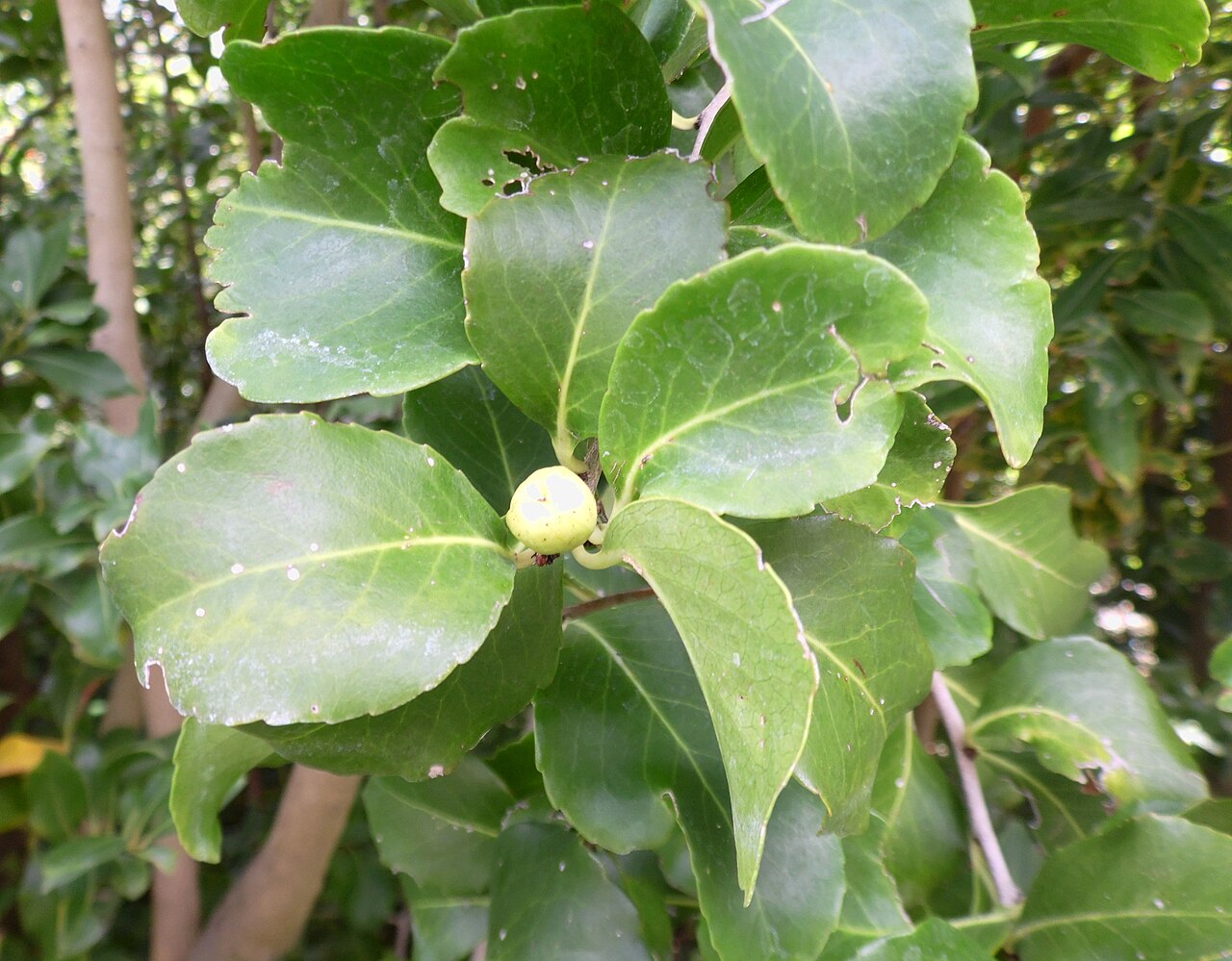 Gymnosporia cassinoides: Gymnosporia cassinoides in the Jardín Botánico Canario Viera y Clavijo , Gran Canaria, there labeled Maytenus canariensis .