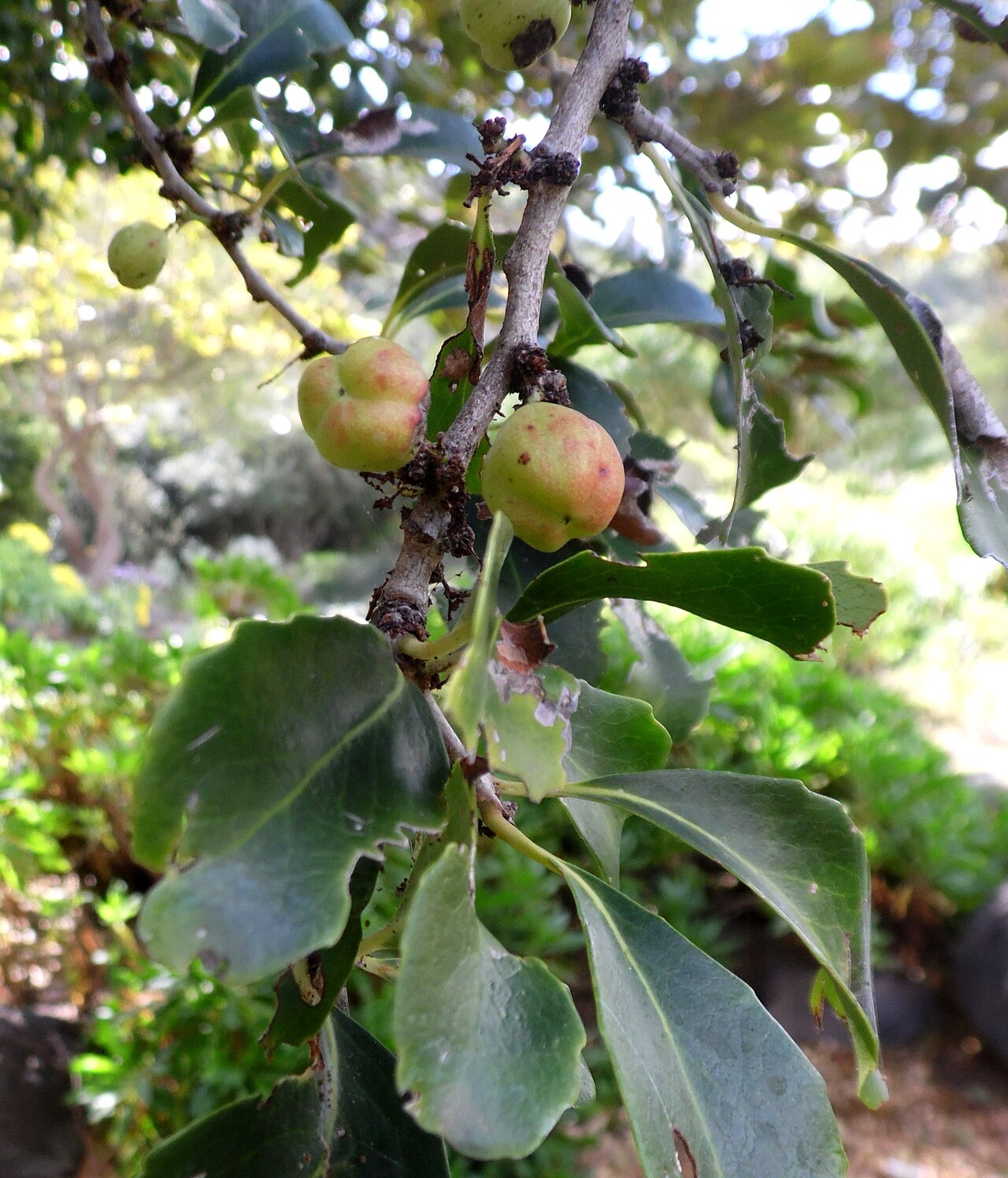Gymnosporia cassinoides: Gymnosporia cassinoides in the Jardín Botánico Canario Viera y Clavijo , Gran Canaria, there labeled Maytenus canariensis .