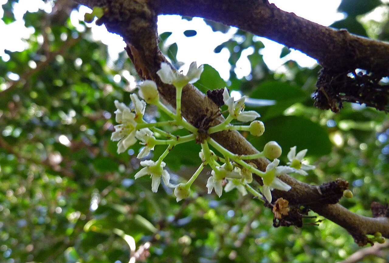 Gymnosporia cassinoides: Gymnosporia cassinoides in the Jardín Botánico Canario Viera y Clavijo , there labeled Maytenus canariensis .