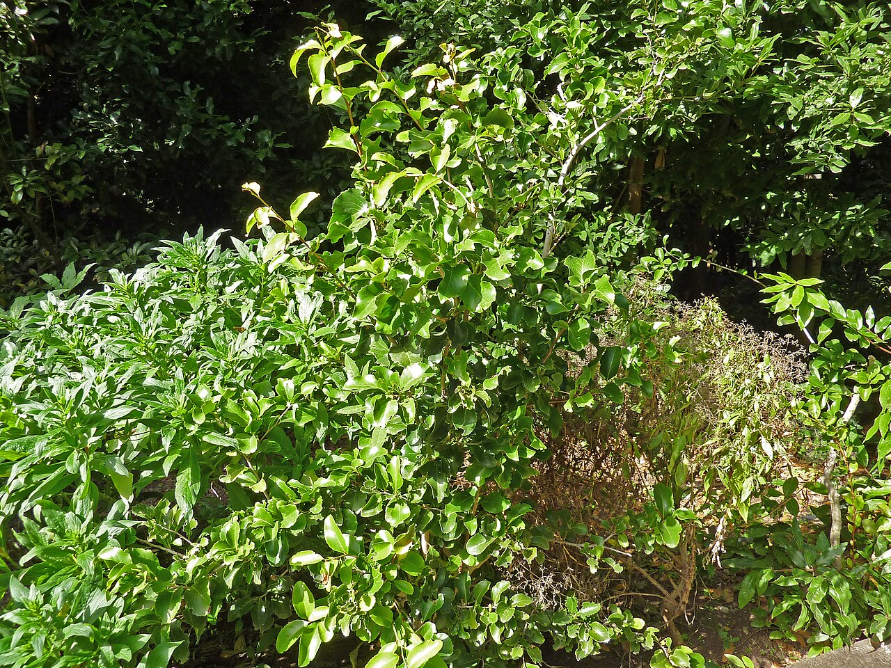 Gymnosporia cassinoides: Gymnosporia cassinoides in the Jardín Botánico Canario Viera y Clavijo , there labeled Maytenus canariensis .