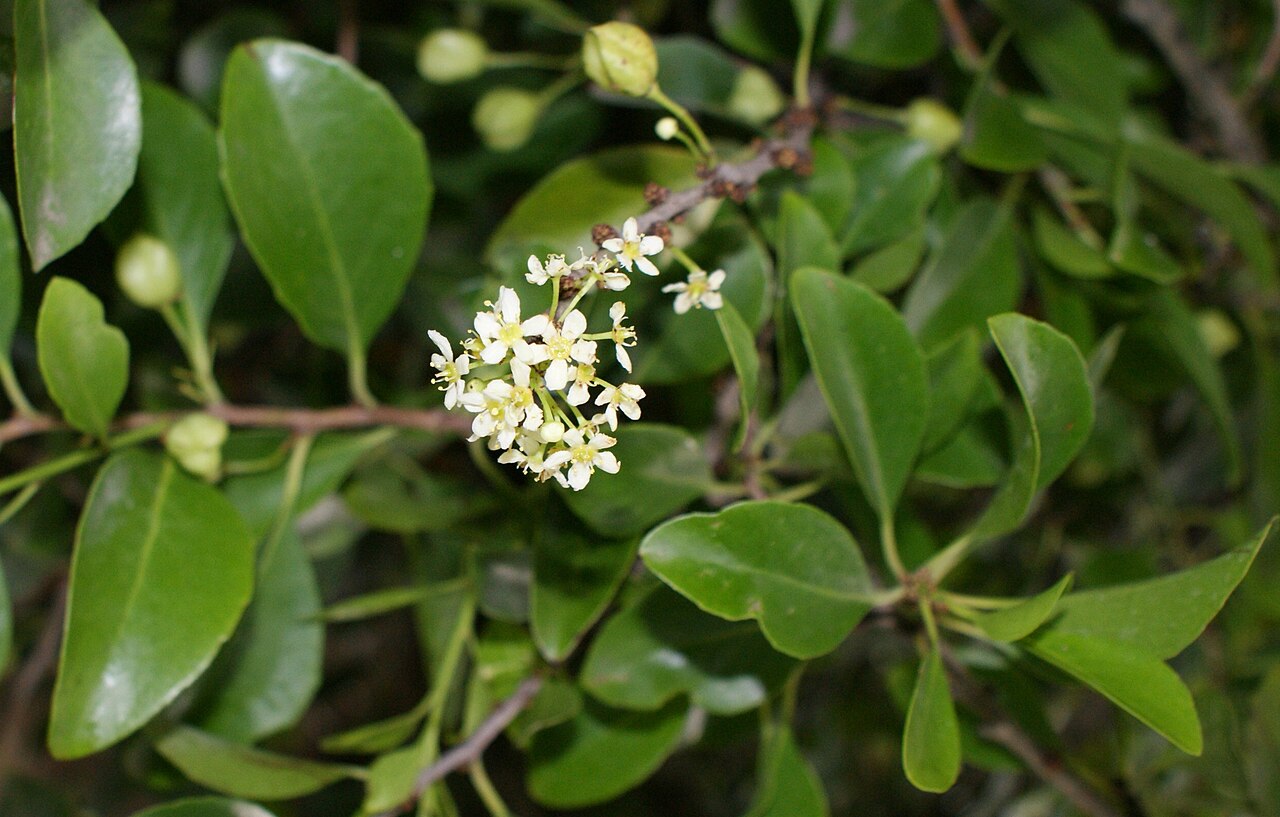 Gymnosporia cassinoides: Maytenus canariensis