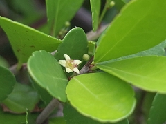 Gymnosporia diversifolia (Gymnosporia diversifolia)