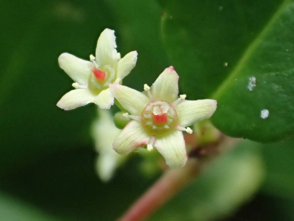 Gymnosporia diversifolia (Gymnosporia diversifolia)