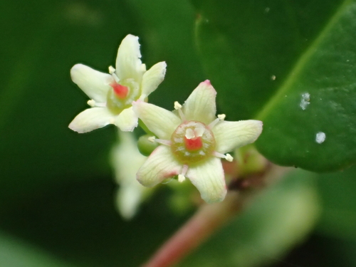 Gymnosporia diversifolia (Gymnosporia diversifolia)