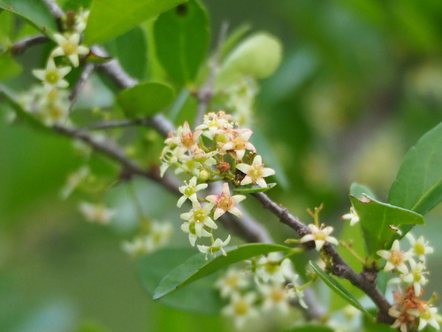 Gymnosporia diversifolia (Gymnosporia diversifolia)