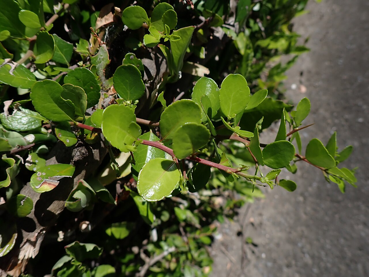 Gymnosporia diversifolia: ハリツルマサキの刺(2024年7月 沖縄県石垣市真栄里)