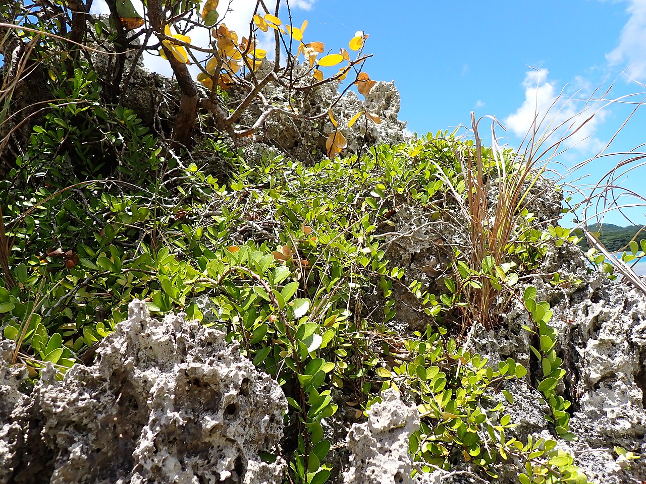 Gymnosporia diversifolia: ハリツルマサキ(2024年7月 沖縄県石垣市川平)