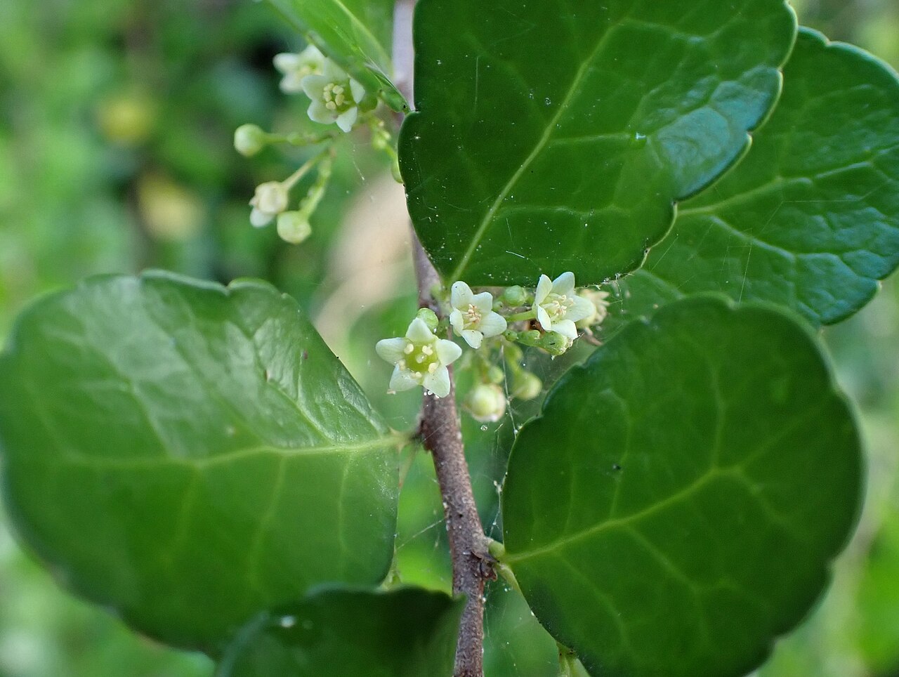 Gymnosporia diversifolia: ハリツルマサキの花(2024年7月 沖縄県石垣市伊野田)