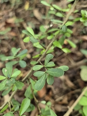 Gymnosporia diversifolia (Gymnosporia diversifolia)