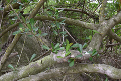 Gymnosporia diversifolia (Gymnosporia diversifolia)