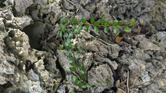 Gymnosporia diversifolia (Gymnosporia diversifolia)