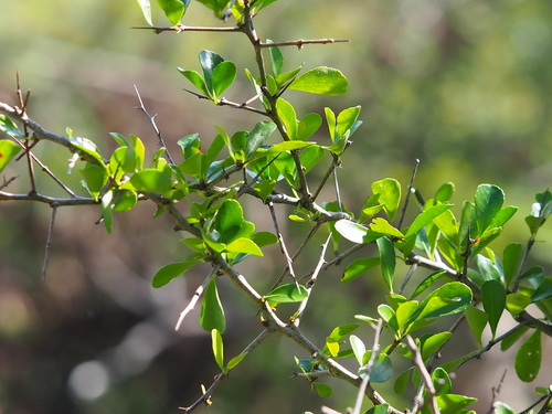 Gymnosporia diversifolia (Gymnosporia diversifolia)