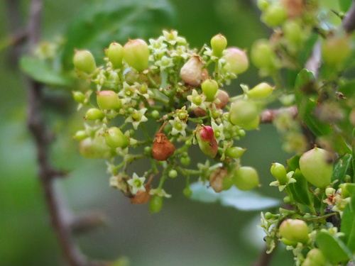Gymnosporia diversifolia (Gymnosporia diversifolia)