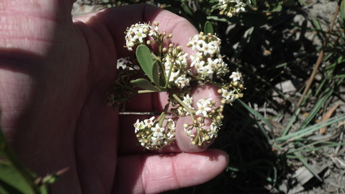 Gymnosporia elliptica (Gymnosporia elliptica)