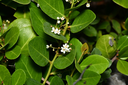 Gymnosporia emarginata (Gymnosporia emarginata)