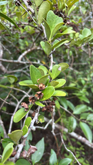Gymnosporia emarginata (Gymnosporia emarginata)