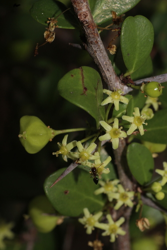 Gymnosporia emarginata (Gymnosporia emarginata)