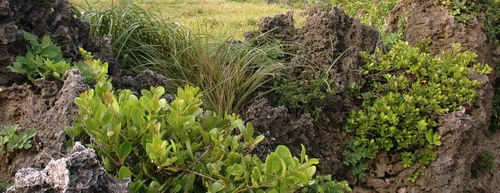 Gymnosporia emarginata (Gymnosporia emarginata)