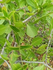 Gymnosporia emarginata (Gymnosporia emarginata)