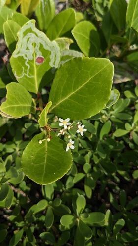 Gymnosporia emarginata (Gymnosporia emarginata)