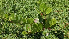 Gymnosporia emarginata (Gymnosporia emarginata)