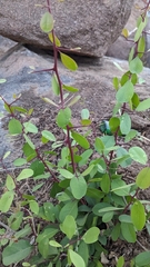 Gymnosporia emarginata (Gymnosporia emarginata)