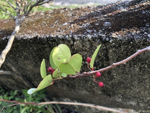 Gymnosporia emarginata (Gymnosporia emarginata)