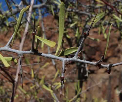 Gariep spike-thorn (Gymnosporia gariepensis)