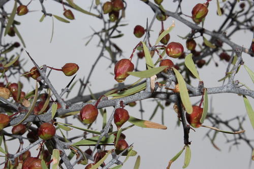 Gariep spike-thorn (Gymnosporia gariepensis)