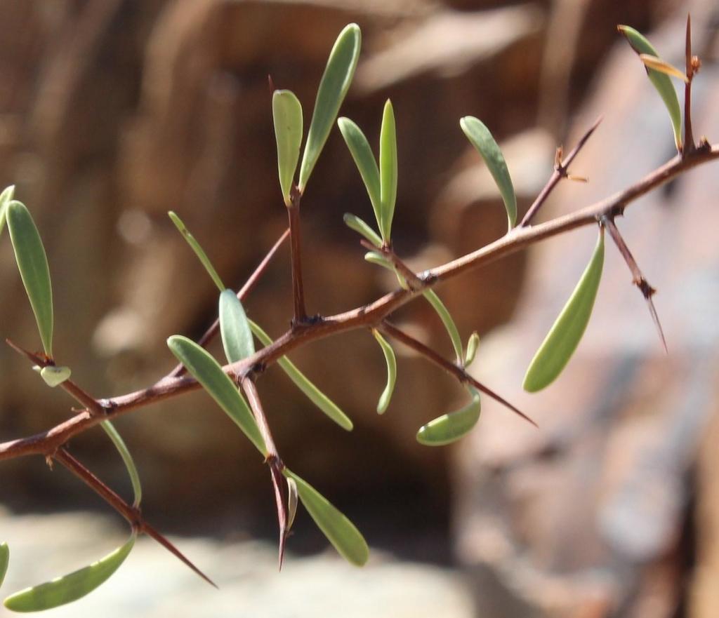 Gariep spike-thorn (Gymnosporia gariepensis)