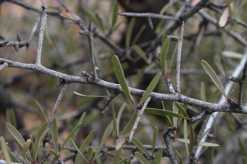 Gariep spike-thorn (Gymnosporia gariepensis)