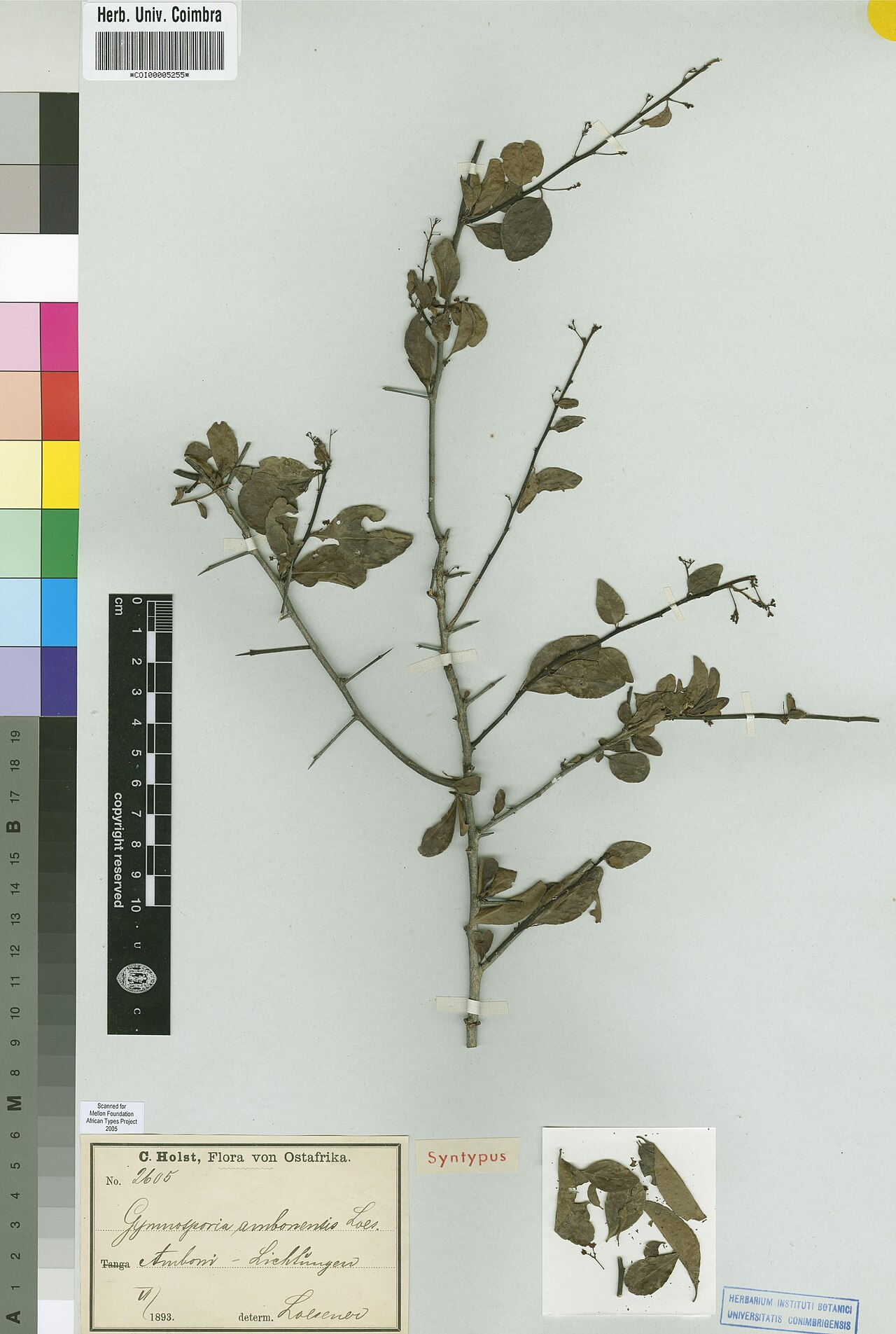 Gymnosporia gracilis: Photograph of Syntype of Gymnosporia gracilis at Herbarium of the University of Coimbra, Portugal (COI). Specimen COI00005255. http://coicatalogue.uc.pt/specime