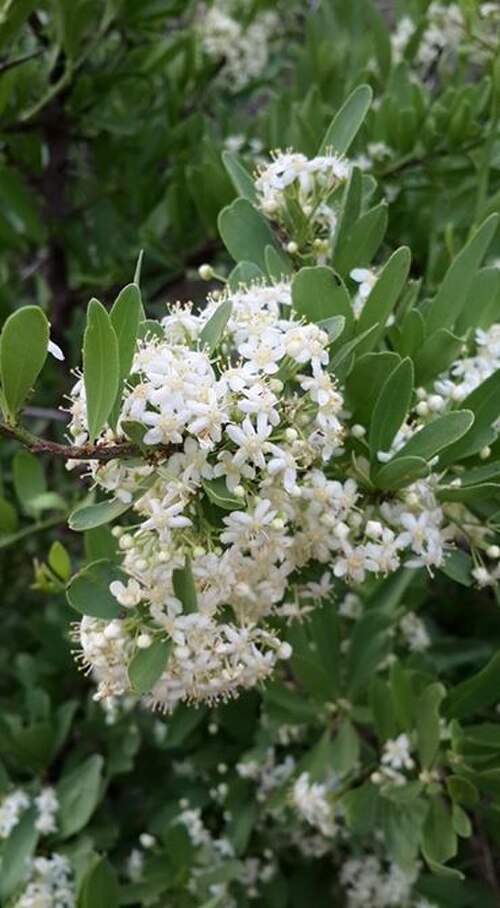Gymnosporia heterophylla: Gymnosporia heterophylla (Eckl. & Zeyh.) Loes. - Pretoria area, South Africa