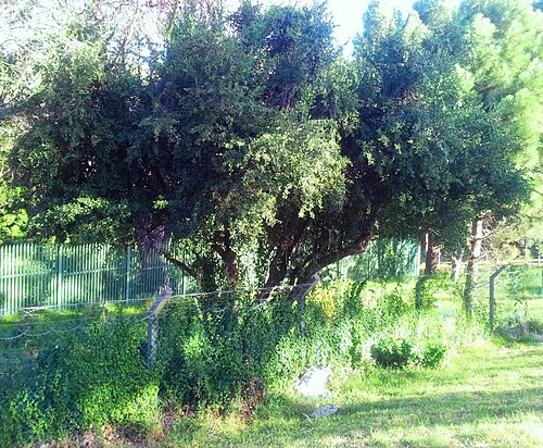 Gymnosporia heterophylla: Gymnosporia heterophylla - Spikethorn Tree - Newlands Cape Town