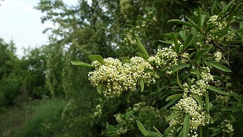 Gymnosporia heterophylla: Gymnosporia heterophylla (Eckl. & Zeyh.) Loes. - Pretoria area, South Africa