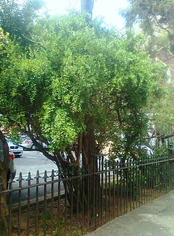 Gymnosporia heterophylla: Gymnosporia heterophylla - Spikethorn tree - Cape Town