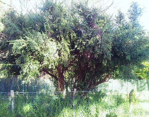 Gymnosporia heterophylla: Gymnosporia heterophylla - Spikethorn Tree - Newlands Cape Town
