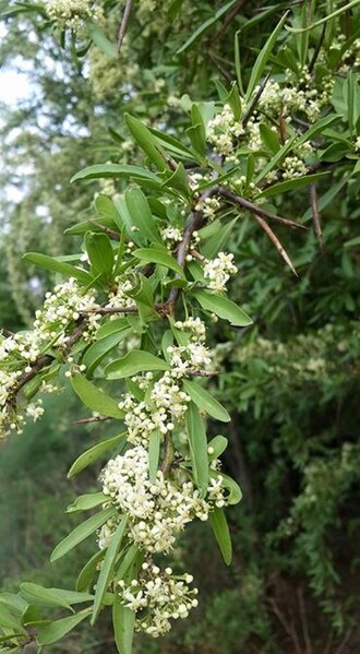 Gymnosporia heterophylla: Gymnosporia heterophylla (Eckl. & Zeyh.) Loes. - Pretoria area, South Africa