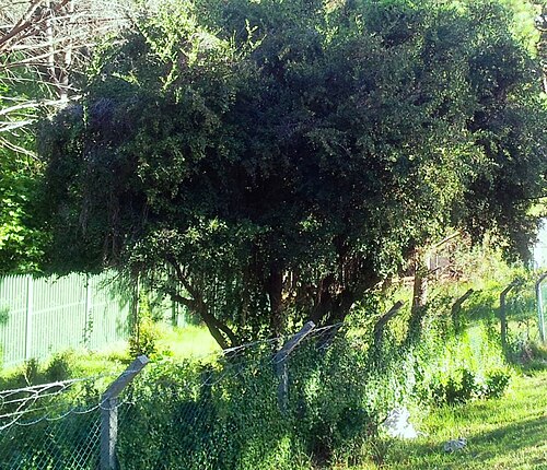Gymnosporia heterophylla: Gymnosporia heterophylla - Spikethorn Tree - Newlands Cape Town
