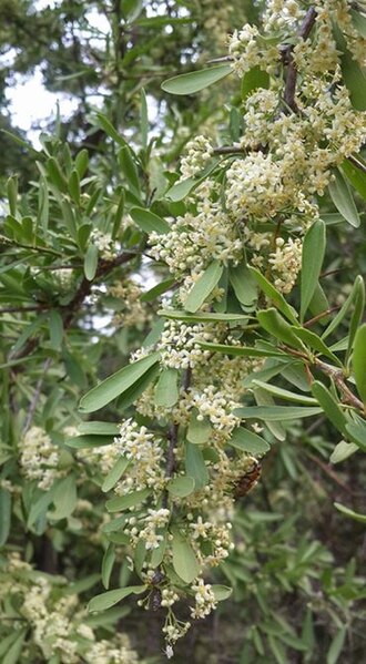 Gymnosporia heterophylla: Gymnosporia heterophylla (Eckl. & Zeyh.) Loes. - Pretoria area, South Africa