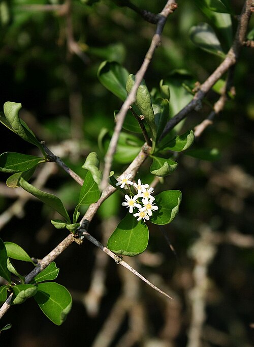 Tropical spike-thorn: Gymnosporia maranguensis , Spindelbaumgewächse (Celastraceae) – Südafrika/South Africa: KwaZulu-Natal, N Zululand Lodge, ca. 15 km NNE Hluhluwe, ca. 15 m