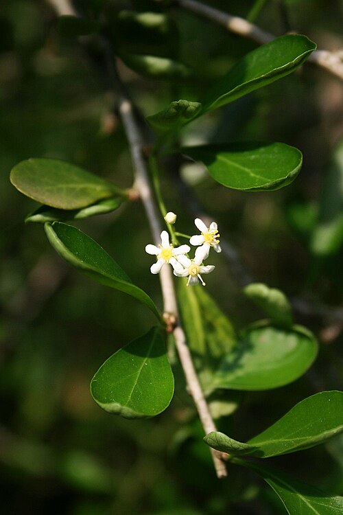 Tropical spike-thorn: Gymnosporia maranguensis , Spindelbaumgewächse (Celastraceae) – Südafrika/South Africa: KwaZulu-Natal, N Zululand Lodge, ca. 15 km NNE Hluhluwe, ca. 15 m