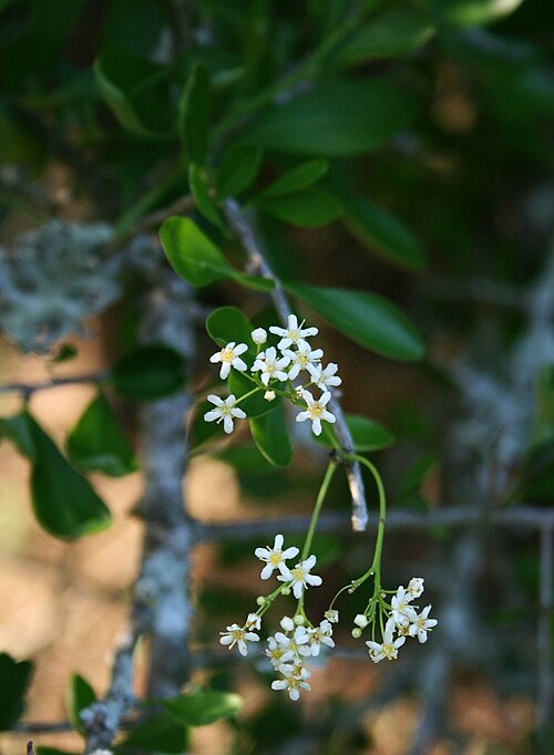 Tropical spike-thorn: Gymnosporia maranguensis , Spindelbaumgewächse (Celastraceae) – Südafrika/South Africa: KwaZulu-Natal, N Zululand Lodge, ca. 15 km NNE Hluhluwe, ca. 15 m