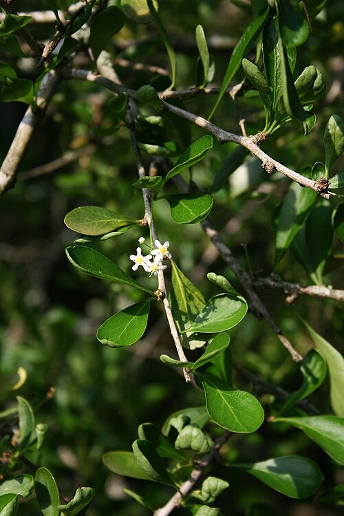 Tropical spike-thorn: Gymnosporia maranguensis , Spindelbaumgewächse (Celastraceae) – Südafrika/South Africa: KwaZulu-Natal, N Zululand Lodge, ca. 15 km NNE Hluhluwe, ca. 15 m