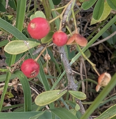 Tropical spike-thorn (Gymnosporia maranguensis)