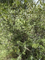 Tropical spike-thorn (Gymnosporia maranguensis)